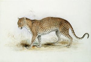De luipaard door Edward Lear